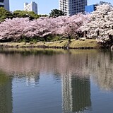 芝公園の花見・桜情報 2025 ウェザーニュース