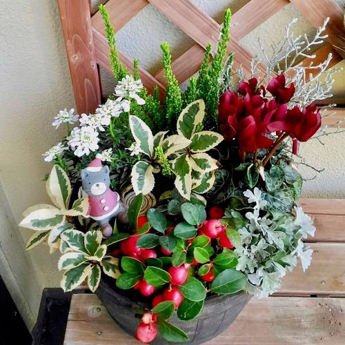 ☆sweetbasket☆季節のお花☆クリスマス寄せ植え☆ブラキプランター☆