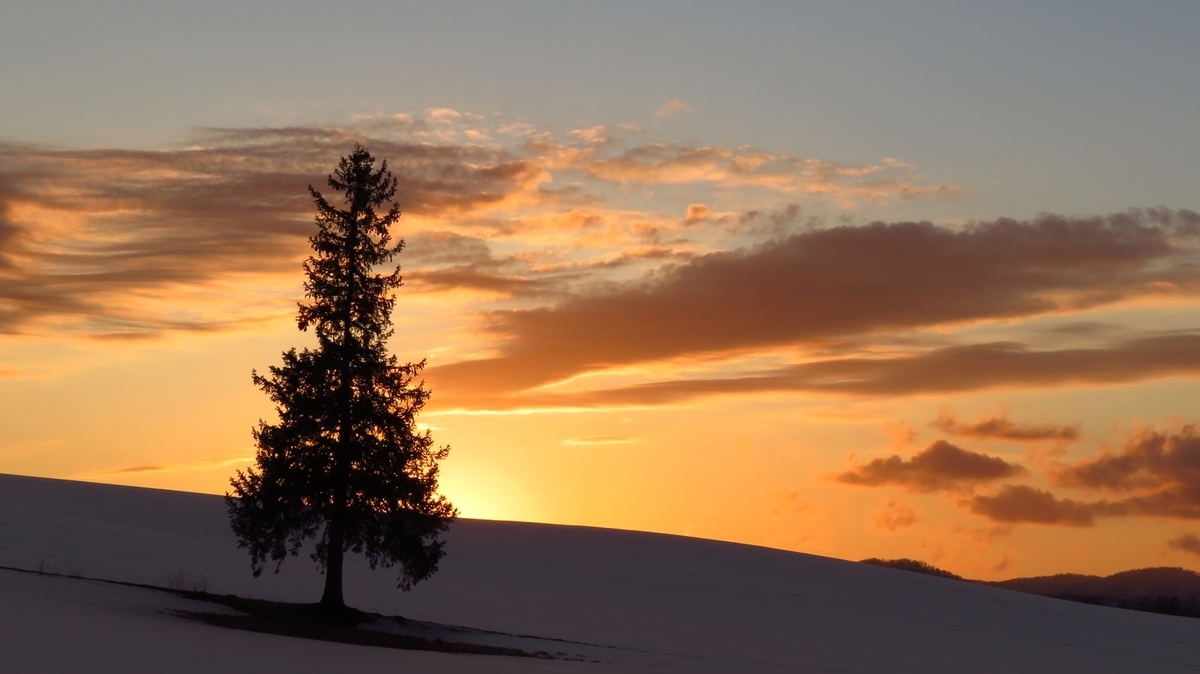 クリスマスツリーの木 冬の楽しみVilla Skavla北海道美瑛