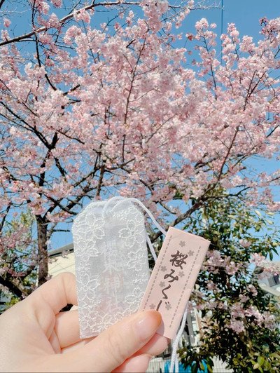 桜神宮 紫陽花 レースお守り あじさい アジサイ レース御守り 初夏限定 紫陽花の神むすび