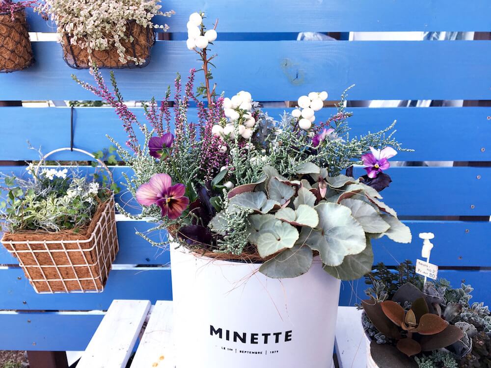 クリスマスの寄せ植え シクラメンの寄せ植え クリスマスお花のガーデン 日記