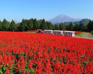 樂樂福神社鳥取縣神社廳 公式ホームページ