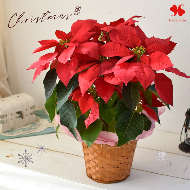 ポインセチアは何故クリスマスの花なの？その理由と育て方についてフラワーショップサクマ