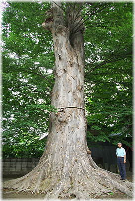 三柱神社 横浜市泉区上飯田町 散歩日記