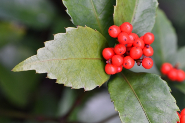 南天と千両と万両はどう違う？冬を彩る縁起の良い赤い実 - MKメディア