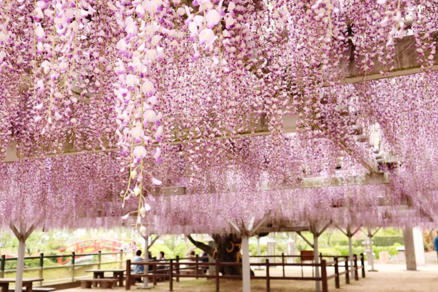 田川郡 定禅寺の藤まつり樹齢500年の藤が彩る幻想庭園