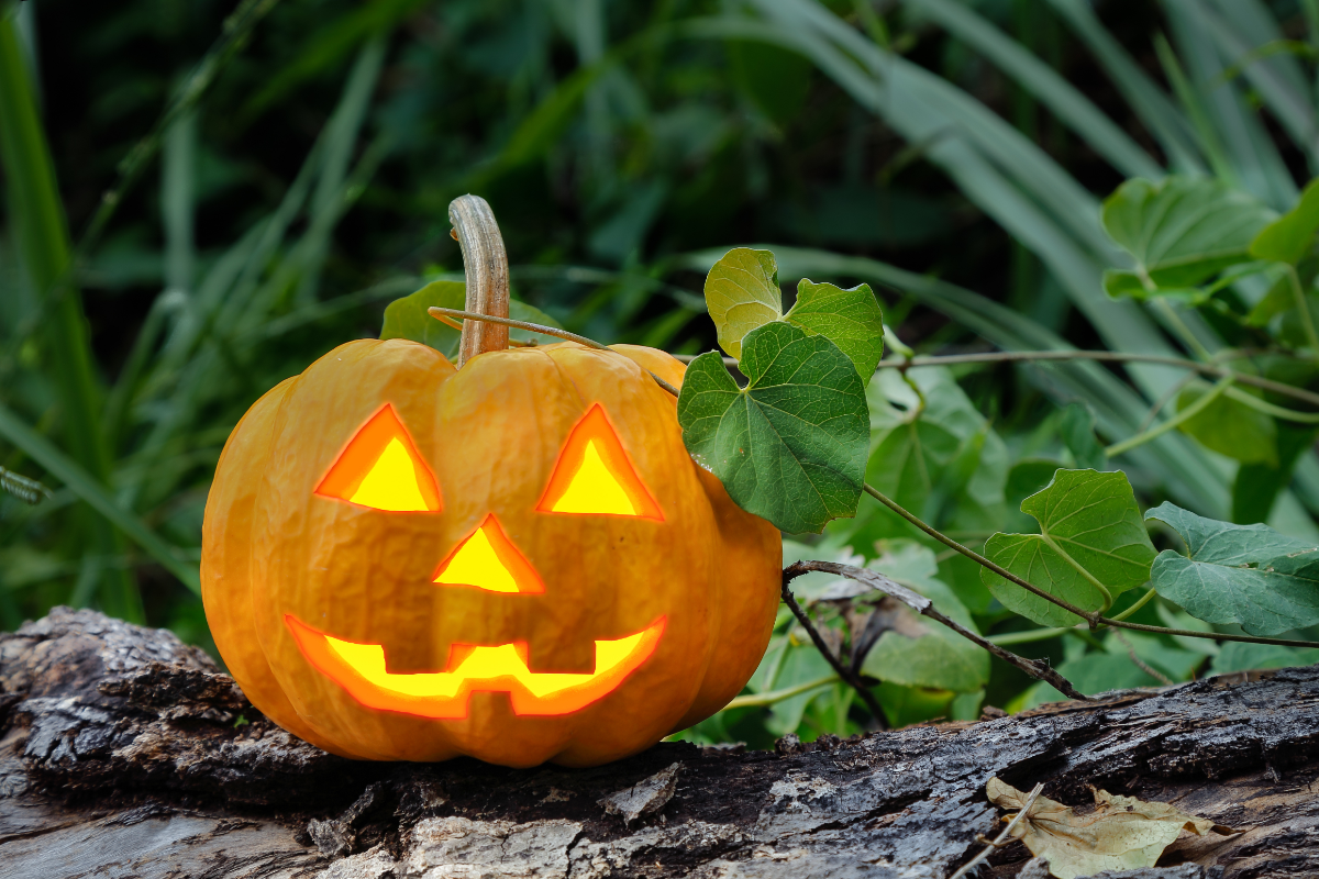 ジャック・オ・ランタンは本当はカボチャではなくカブ？My Bookshelf