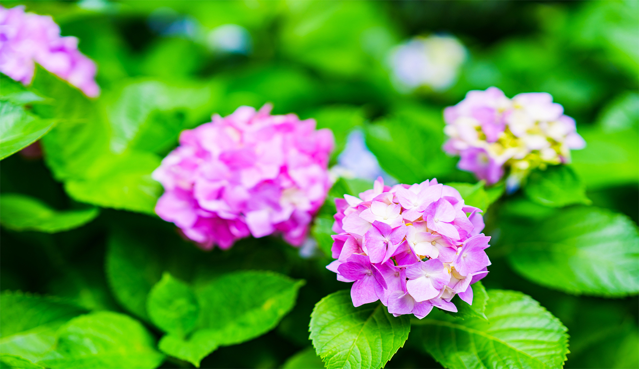 伊勢丹新宿店 2024夏越に欠かせない和菓子「水無月」10選。ラインナップ大充実！三越伊勢丹の食メディアFOODIE フーディー