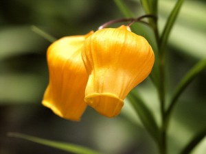 サフランの花言葉由来や怖い意味は？花の香りや薬としての効果効能は？🍀GreenSnap グリーンスナップ