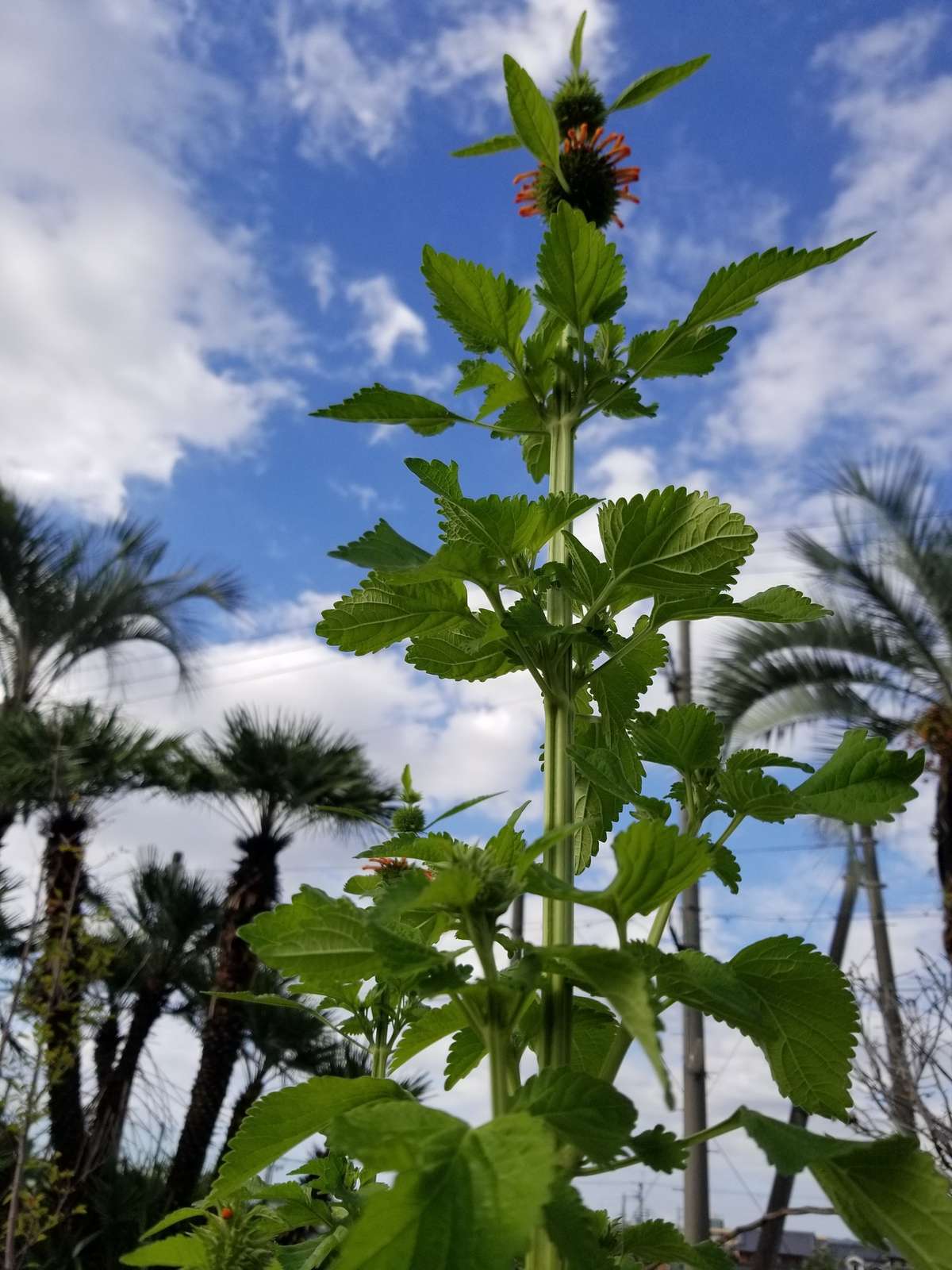 シナモンスティックキャンドルM ZODAX クリスマス雑貨の通販ハルモニア web store