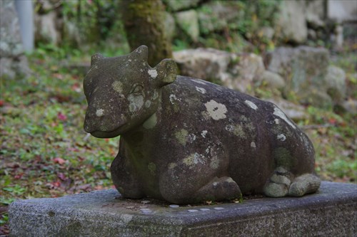 2 4 1月中旬から咲き始め。太宰府天満宮の飛梅寺・神社All About