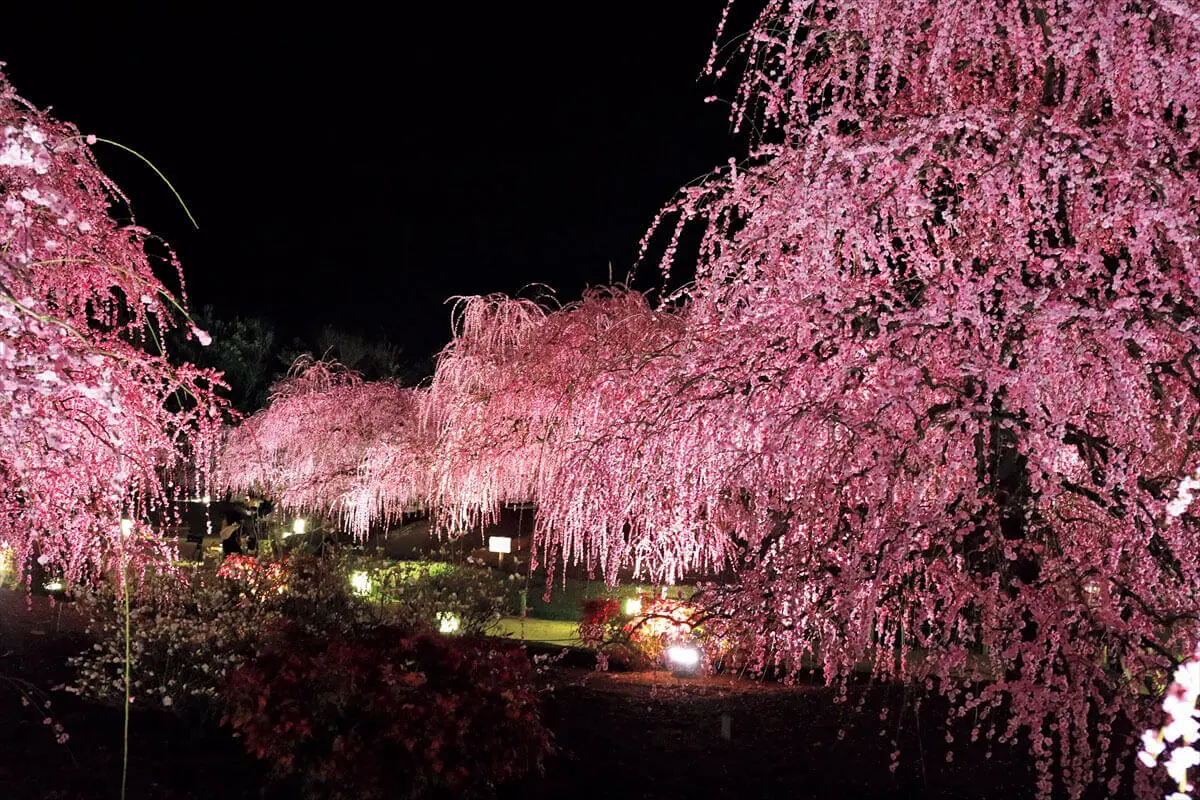 梅を見るなら絶対ココ!!♡鈴鹿の森庭園のしだれ梅祭り♡ - shokutabi