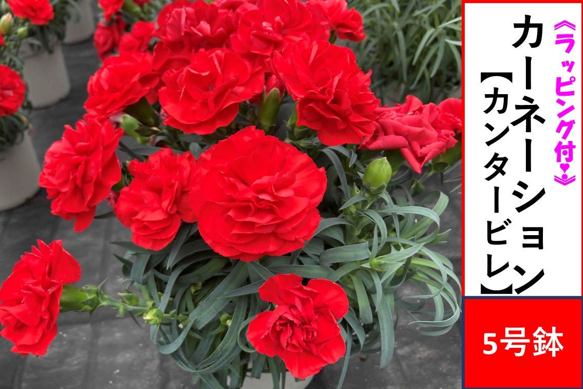 カーネーション「粒いちご」tokyo_shokubutsu_zufu