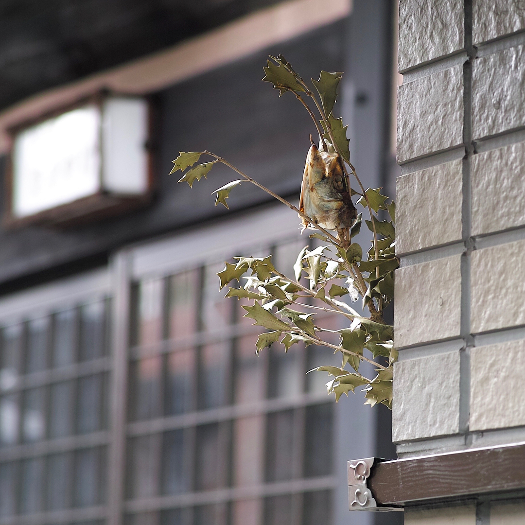 豆まき」で、鬼の苦手な“柊のトゲ”と“鰯の臭い”を紹介 - 木更津市 高柳幼稚園