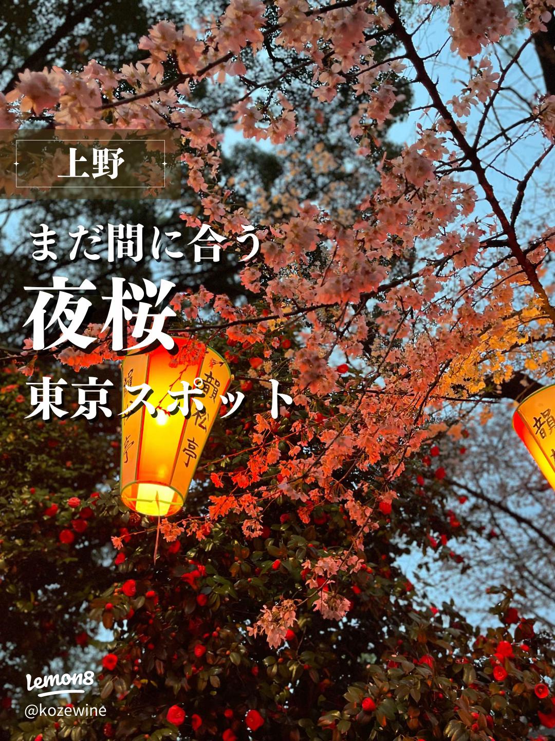 上野の桜まつり行ってきたよ〜！🌸 ・ 桜だいすき♡＆屋台だいすき♡なももちゅんには 毎年の桜まつりがたのしみなのさ〜🎶՞⸝⸝> ༥ <⸝⸝՞🌸いっぱいたべた！！！՞⸝⸝> ༥ <⸝⸝՞🌸 とっても暖かくてたくさん歩けたよ〜！！！🐾 ・ ・ ・83桜まつり上野