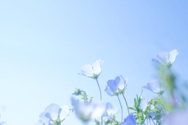 撮影ロケーションのご紹介「花畑記念庭園」 - 華雅苑 銀座