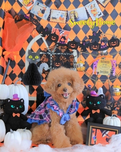 等身大フォト撮影会・ハロウィンフォトブース撮影会がありました御前崎市・菊川市リノベーション・総合リフォームユキトシ