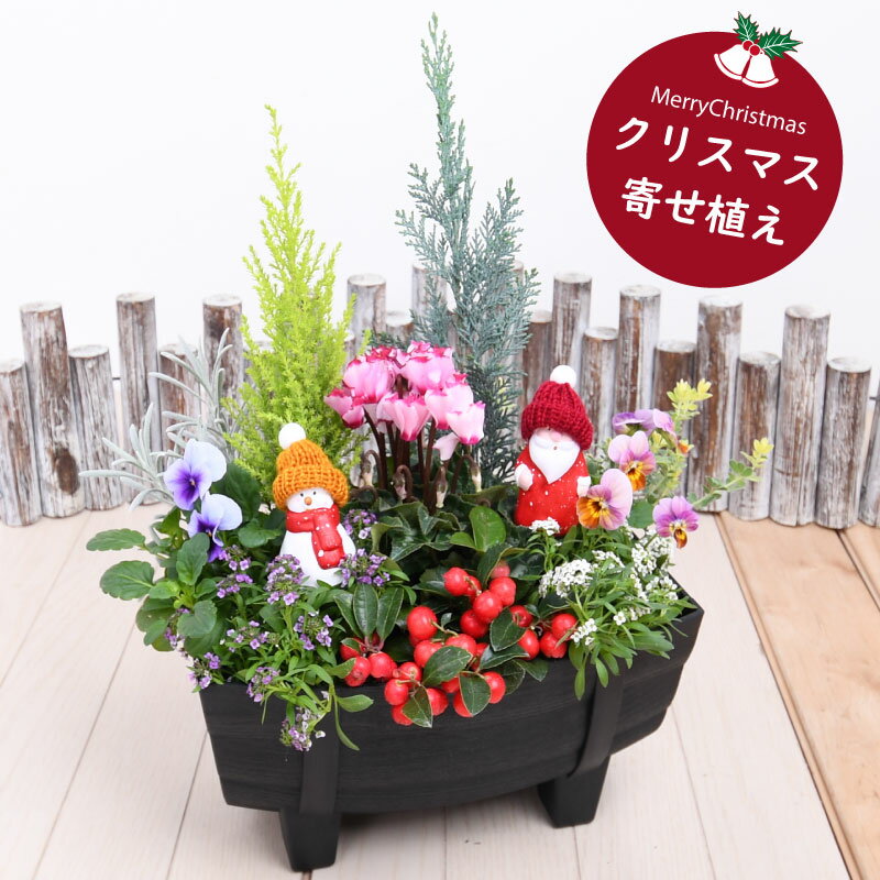 クリスマスの寄せ植え花とハーブの生産直売 みやしかえん