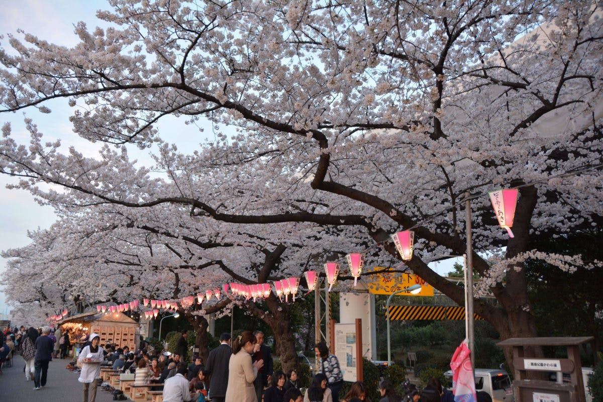 5年ぶり開催の「令和6年岩倉桜まつり」攻略ガイド！ - さくら個別ができるまで