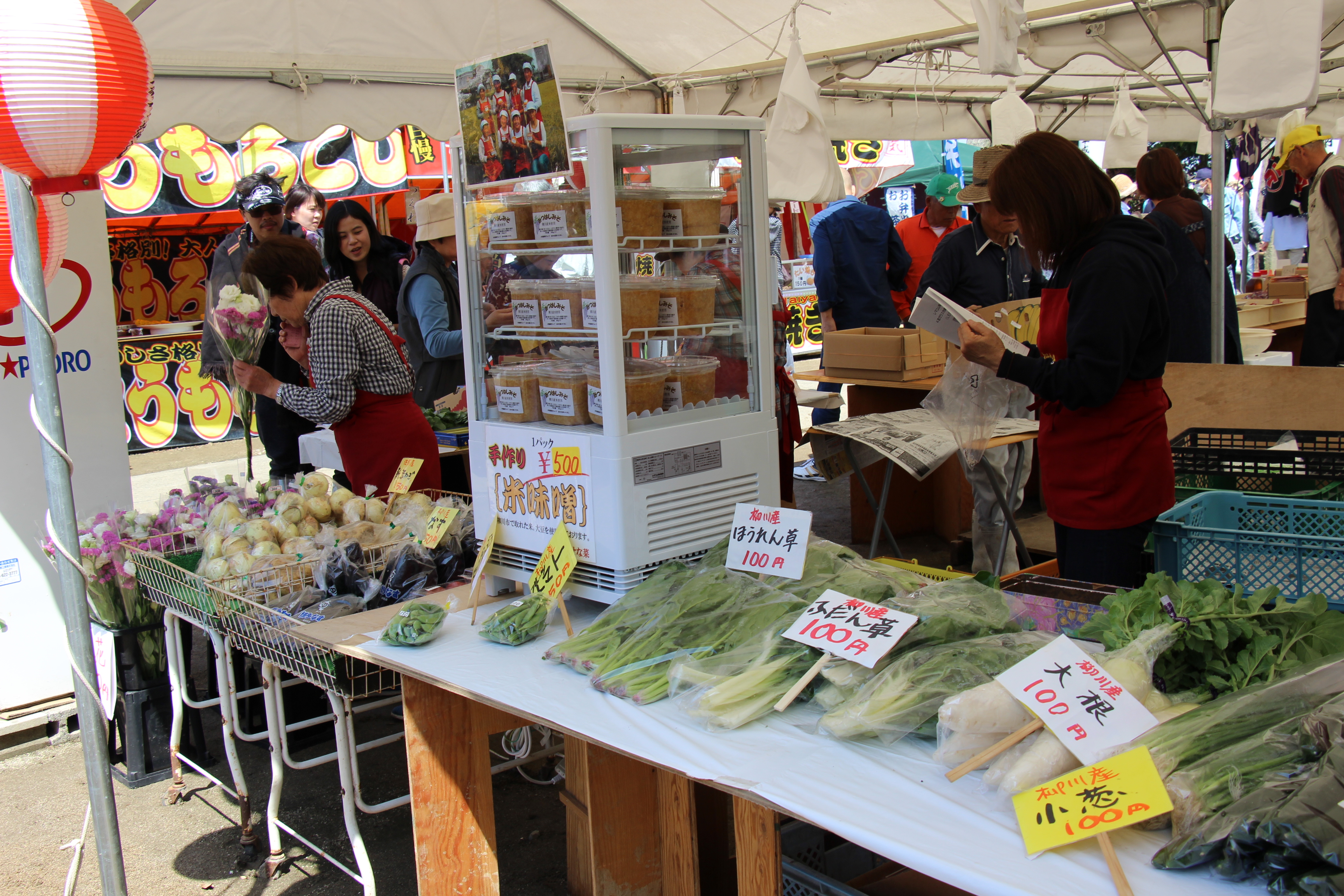 中山大藤まつり2025：福岡の美しい藤の花