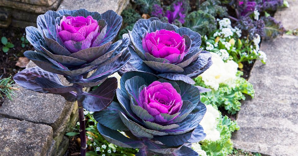 観葉植物 寄せ植え お正月 飾り 葉牡丹 プラチナケール ゴールド陶器 おしゃれ 開店祝い 人気 お祝い 誕生日 お歳暮 敬老 プレゼント 送料無料: OKABE GREEN JewelryPlant - 通販 - Yahoo!ショッピング