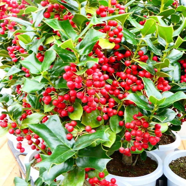 庭のクリスマスホーリーミセス・ベリーのブログ