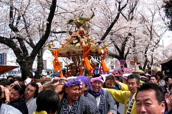 2024年第50回常盤平さくら祭り開催！！！ - 天真寺浄土真宗本願寺派 お西