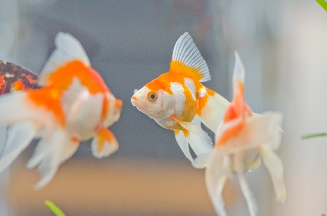 金魚の寿命って - 中国de音楽４